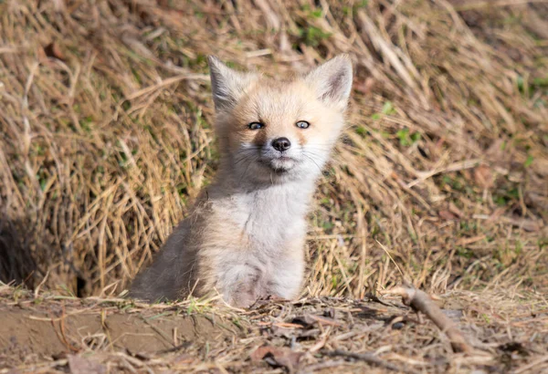 Kits Renard Roux Dans Nature — Photo