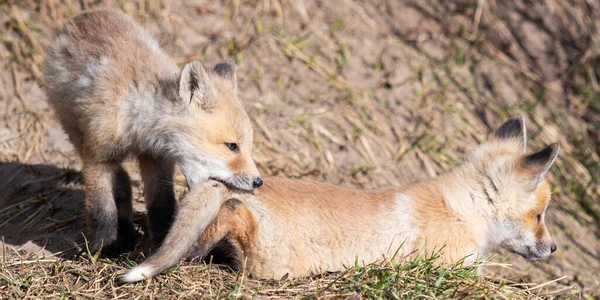 Rode Vos Kits Het Wild — Stockfoto