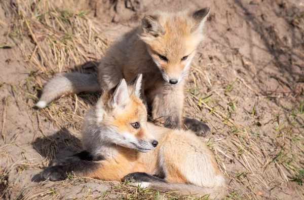 Rode Vos Kits Het Wild — Stockfoto