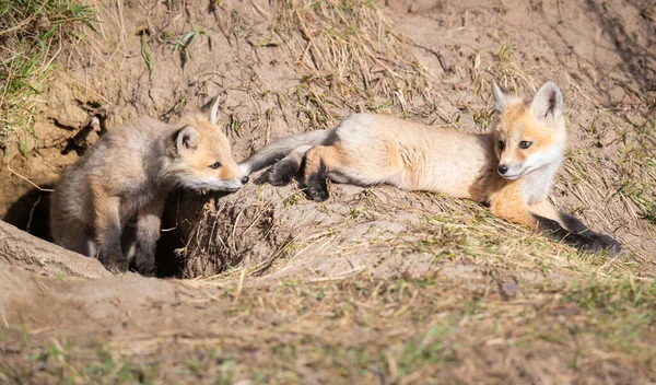 Rode Vos Kits Het Wild — Stockfoto