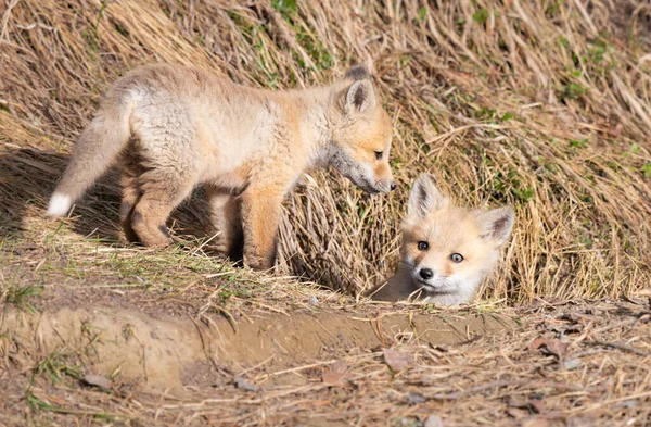 Red Fox Kit Alam Liar — Stok Foto