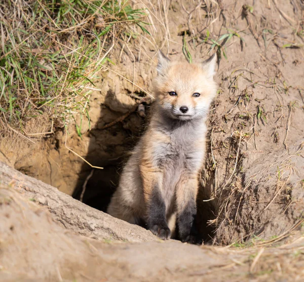 野生の赤いキツネのキット — ストック写真