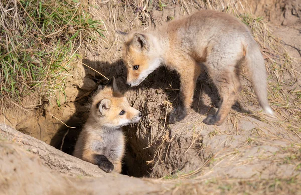 Rode Vos Kits Het Wild — Stockfoto