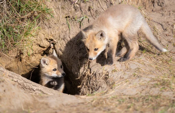 Rode Vos Kits Het Wild — Stockfoto