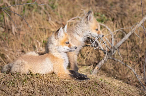 Kits Renard Roux Dans Nature — Photo