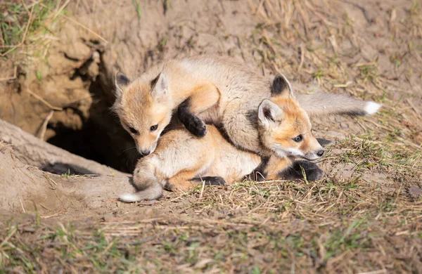 Rode Vos Kits Het Wild — Stockfoto