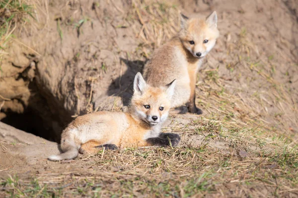 Rode Vos Kits Het Wild — Stockfoto