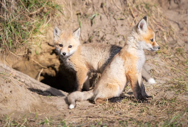 Rode Vos Kits Het Wild — Stockfoto