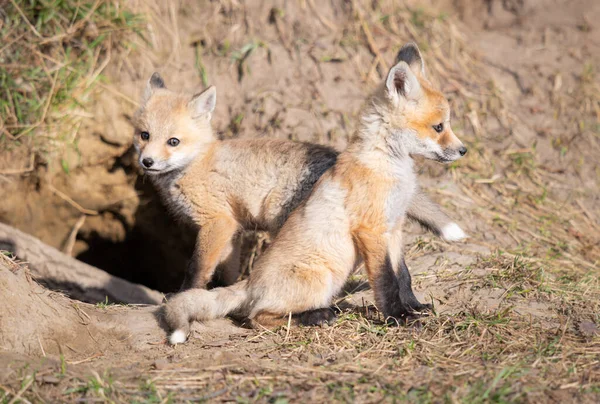 Rode Vos Kits Het Wild — Stockfoto