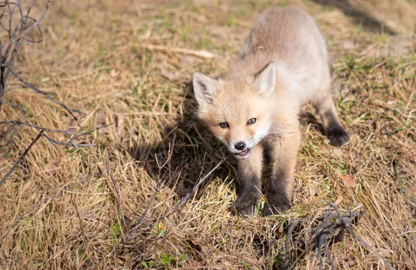 Rojo Zorro Kits Naturaleza — Foto de Stock