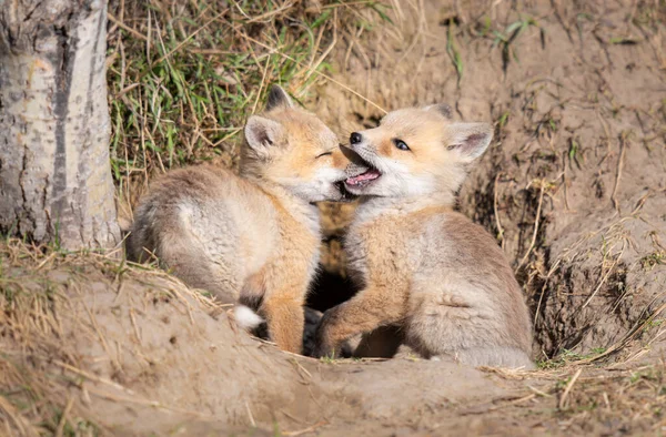 野生の赤いキツネのキット — ストック写真