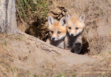 Vahşi doğada kızıl tilki yavruları