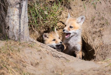 Vahşi doğada kızıl tilki yavruları