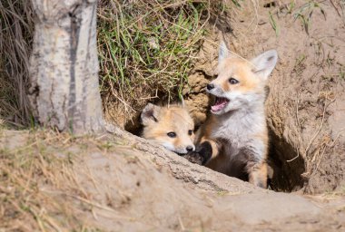 Vahşi doğada kızıl tilki yavruları