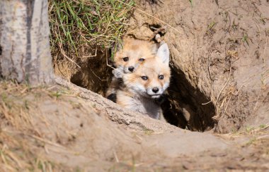 Vahşi doğada kızıl tilki yavruları