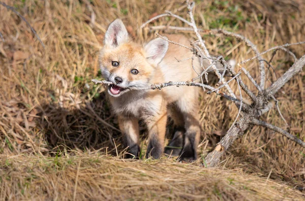 Kits Raposa Vermelha Natureza — Fotografia de Stock