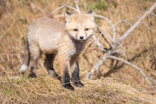 Rojo Zorro Kits Naturaleza — Foto de Stock