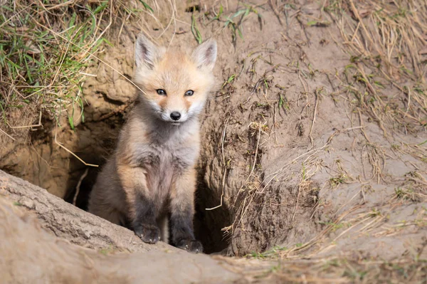 Rode Vos Kits Het Wild — Stockfoto