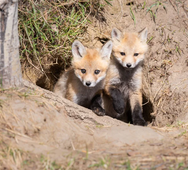 Vahşi doğada kızıl tilki yavruları