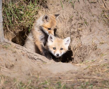 Vahşi doğada kızıl tilki yavruları
