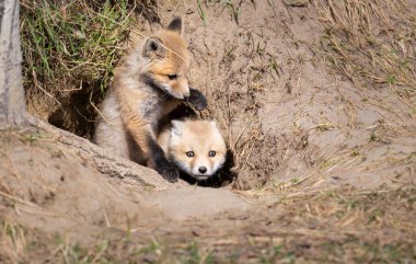 Vahşi doğada kızıl tilki yavruları