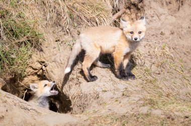 Vahşi doğada kızıl tilki yavruları