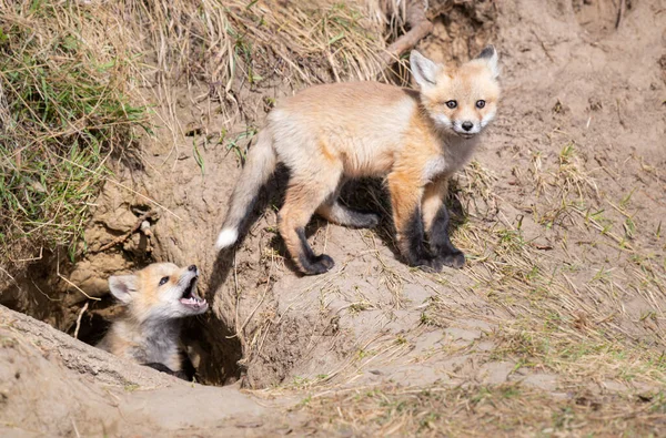 Rode Vos Kits Het Wild — Stockfoto