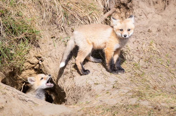 野生の赤いキツネのキット — ストック写真