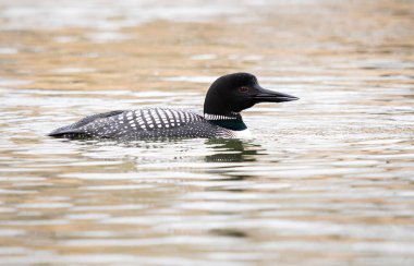 Kanadalı deli doğada