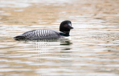 Kanadalı deli doğada