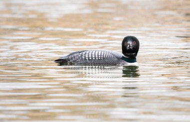 Kanadalı deli doğada
