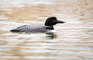 Kanadalı deli doğada