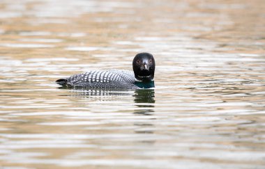 Kanadalı deli doğada