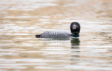 Kanadalı deli doğada