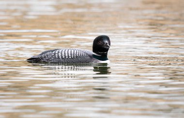 Kanadalı deli doğada