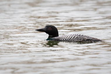 Kanadalı deli doğada