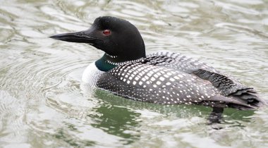 Kanadalı deli doğada