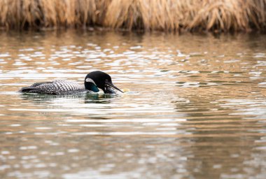 Kanadalı deli doğada