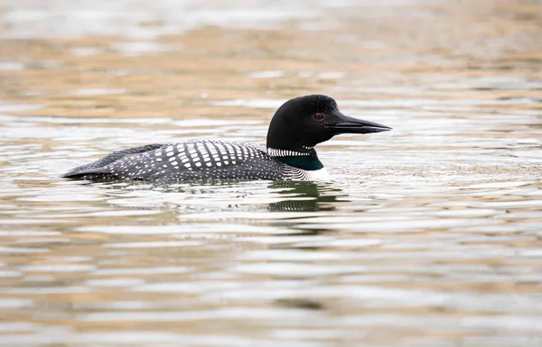 Kanadalı deli doğada