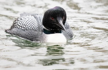 Kanadalı deli doğada