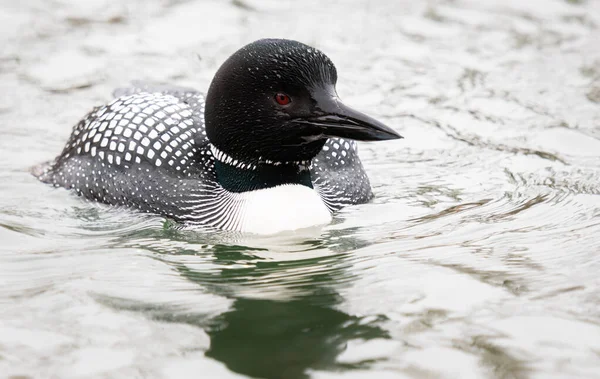 Loon Canadense Natureza — Fotografia de Stock