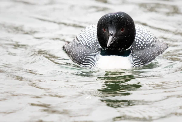 Loon Canadense Natureza — Fotografia de Stock