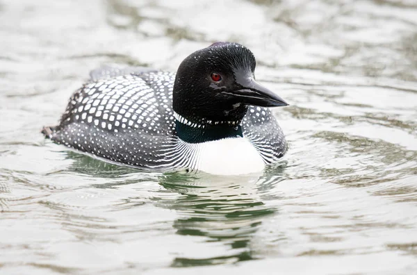 Kanadalı deli doğada