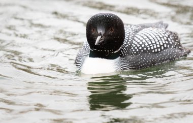 Kanadalı deli doğada