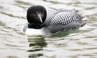 Kanadalı deli doğada