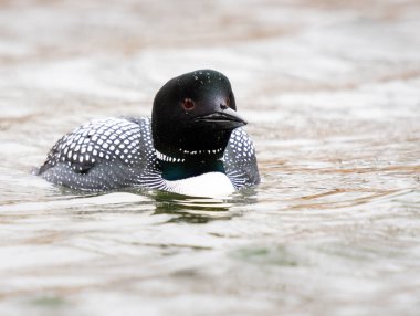 Kanadalı deli doğada