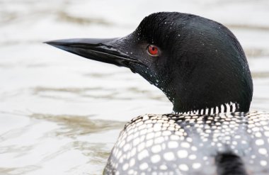 Kanadalı deli doğada