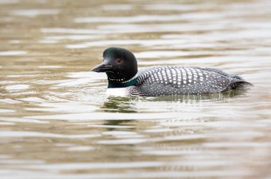 Kanadalı deli doğada