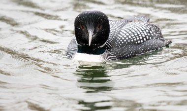 Kanadalı deli doğada