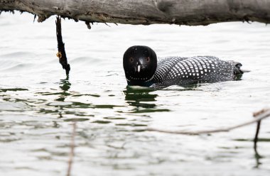 Kanadalı deli doğada